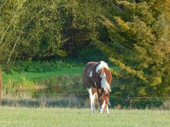 dvouletý pony - 2