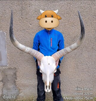 Trofeje, maďarský stepný kapitálne - 2