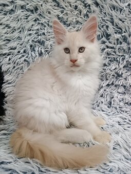 Mainská mývalí s PP - 2