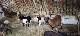 Kamerunské ovečky - 2