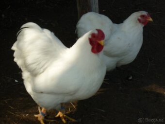 zdr wandotka bílá  NV - 2