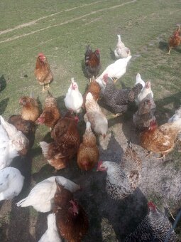 Domácí vajíčka - 2