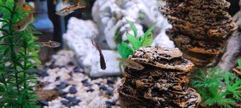 Živorodka Wingeova - 2