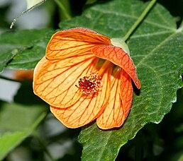 Aabution-mračňák s oranžovým květem a Fikus - 2