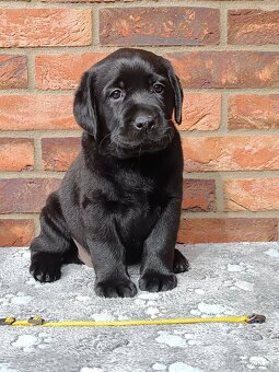 Labrador s PP - 2
