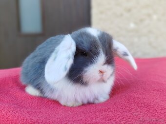 Zakrslý beránek, králíček, králík - ELIAH - 2