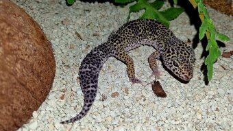 Mack Snow het Eclipse 50% het Raptor cross Black Night - 2