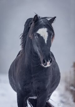 Welsh cob - připouštění - 2