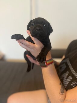 Štěně cane corso - 2