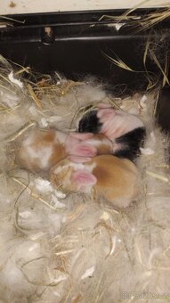 🐰 Zakrslý beránek – mláďata k rezervaci - 2