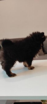 Špic pomeranian s pp štěňata ji - 2