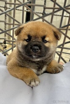 Shiba inu s PP - 2