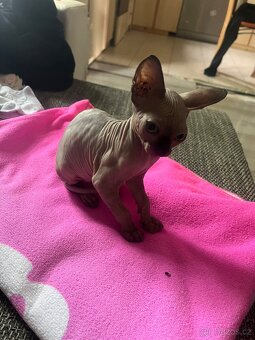 Sphynx - 2