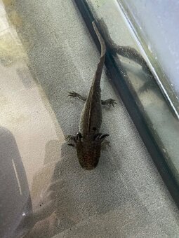 Axolotl - 2