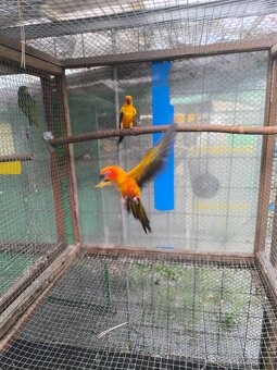 Aratinga sluneční samice 4500kc - 2