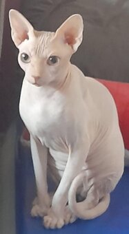Kanadský sphynx - 2