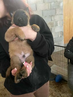 Belgický ovčák - 2