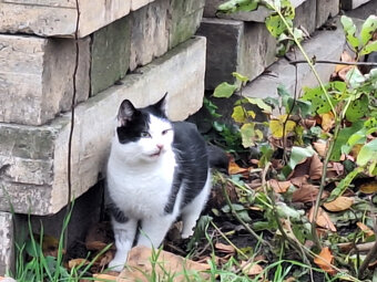 Kočička Nažka - černobílé mazlivé klubíčko - 2