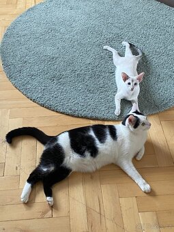 Moryarty -kočka evropská - 2