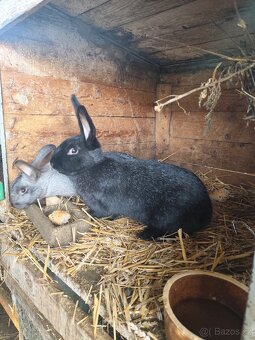 Samice králíka - 2