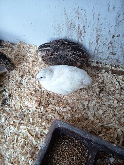 Křepelka japonská - 2