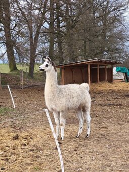 Lama krotká samec - 2