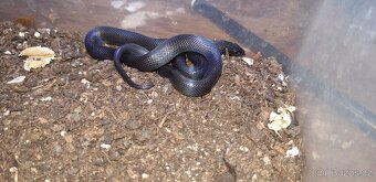 Uzovka domaci BLACK - Boaedon fulinginosus BLACK - 2