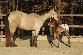 Appaloosa bay blanket colt Atlas - 2