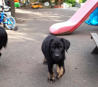 Štěně labradora , labrador - 2