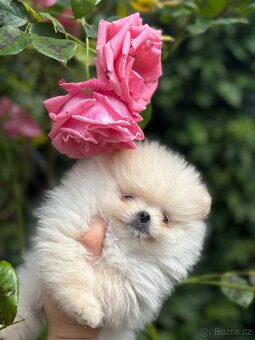 Pomeranian - 2