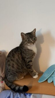 K adopci kočka, kotě - 2