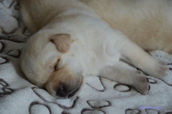 Žlutá štěňátka labrador retrievera s PP - chlapečci - 2