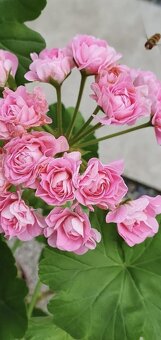 Pelargonie - 2