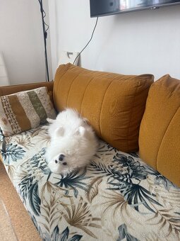 Německý trpasličí špic (Pomeranian) - 2