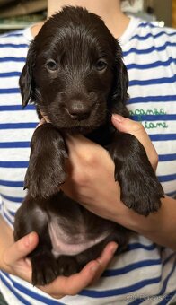 Flat coated retriever - 2