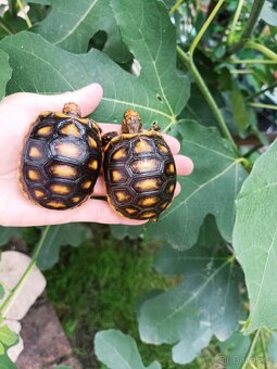 Želva uhlířská mláďata - 2