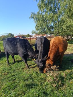 Aberdeen Angus - 2