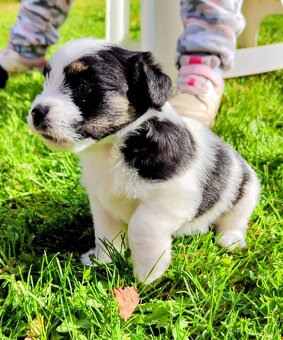 Jack Russell Teriér - vrh A z Lestkova - 2