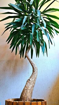 Dracena XXL, velká pokojová rostlina - 2