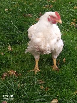 Domácí brojlerová kuřata - 2