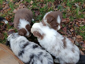 Prodám štěňata border kolie - 2