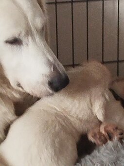 Pudl královský a zlatý retrívr - 2