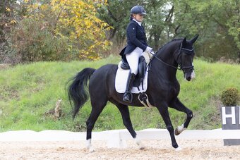 Zatím půlpronajem koně - 2