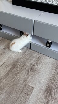 Prodám zakrslého králíka samce - 2