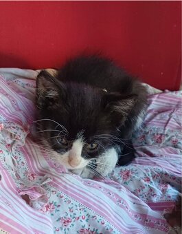 Daruji dvě černobílá  a dvě černá koťata - 2