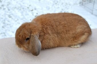 Sameček Božánek - 2