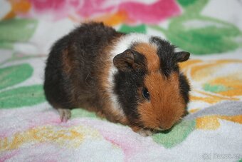 Morče , morčata z chs - 2