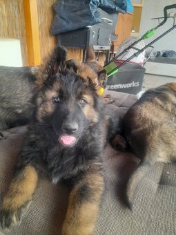 Německý ovčák s PP štěňata - 2