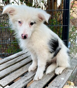 Šteniatko - border kólia - 2