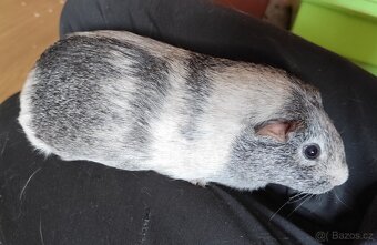 morče, morčátko - 2